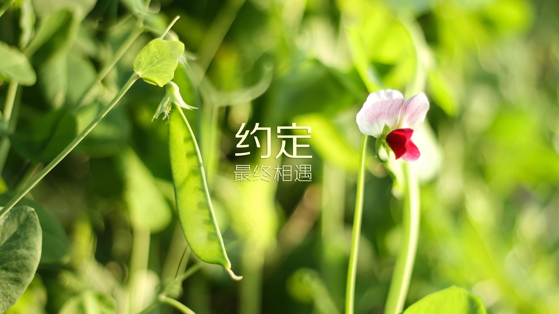 羽毛球世锦赛国羽包揽三冠，羽毛球世锦赛冠军榜