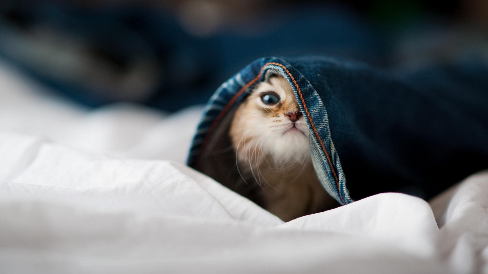 女子仰泳小将首次参赛获佳绩,仰泳女主角