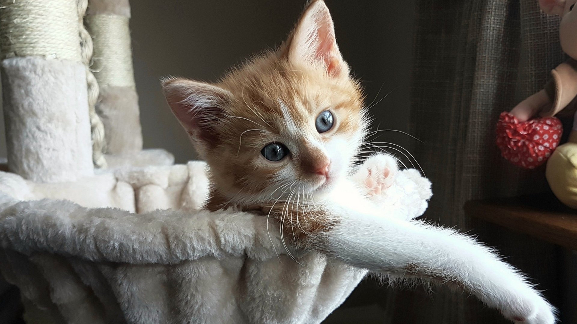 女子仰泳小将首次参赛获佳绩,仰泳女主角