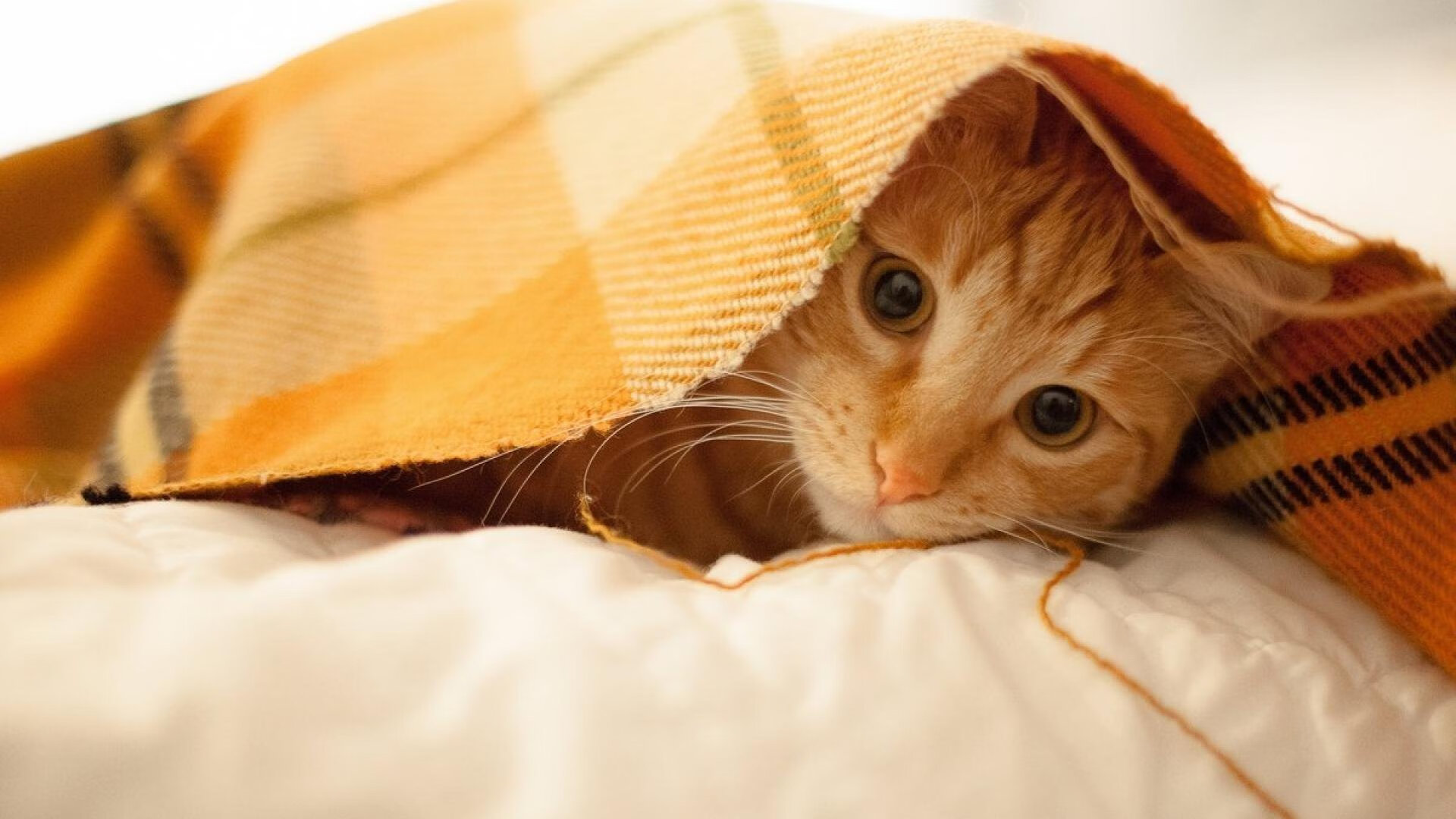 张雨霏vs德雷塞尔姐妹 蝶泳巅峰对决，张雨霏将继续冲击200米蝶泳冠军