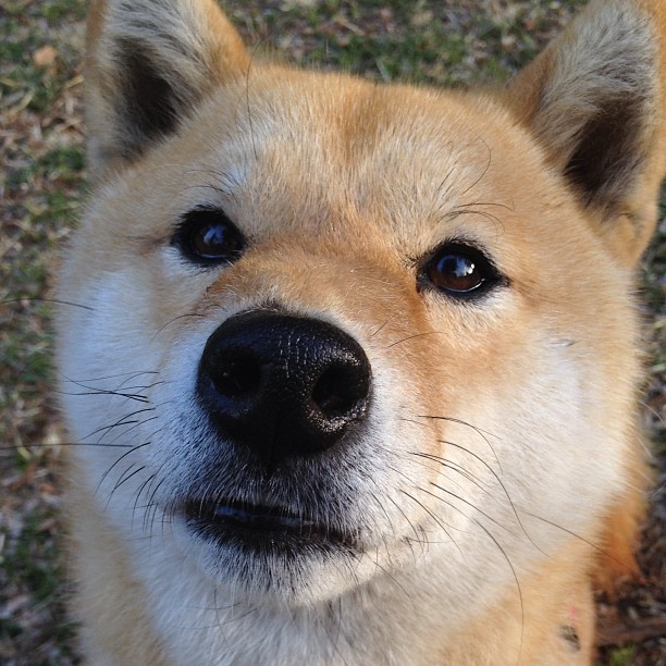 田径世界杯中国队冲刺项目取得历史突破,世界杯中国队11次冲击