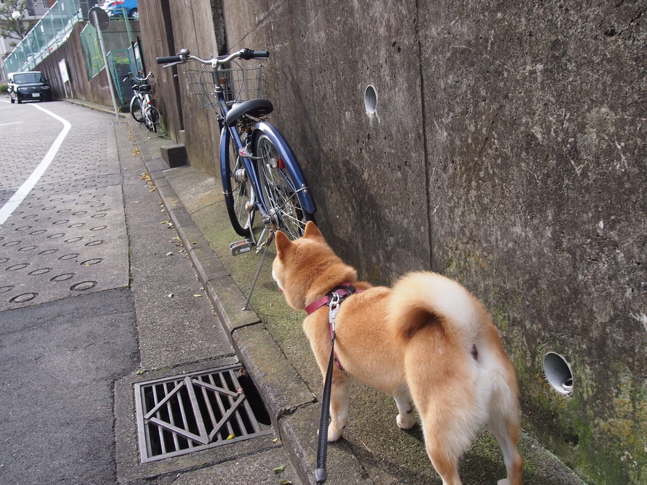 伊布拉希莫维奇职业生涯累计进球超500粒，足球传奇永不褪色，伊布拉希莫维奇是几号球衣