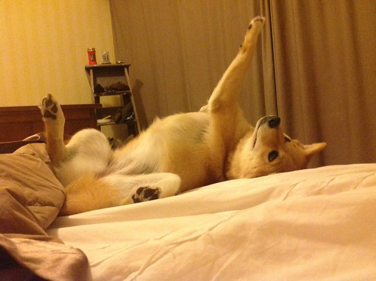 伊布拉希莫维奇职业生涯累计进球超500粒，足球传奇永不褪色，伊布拉希莫维奇是几号球衣