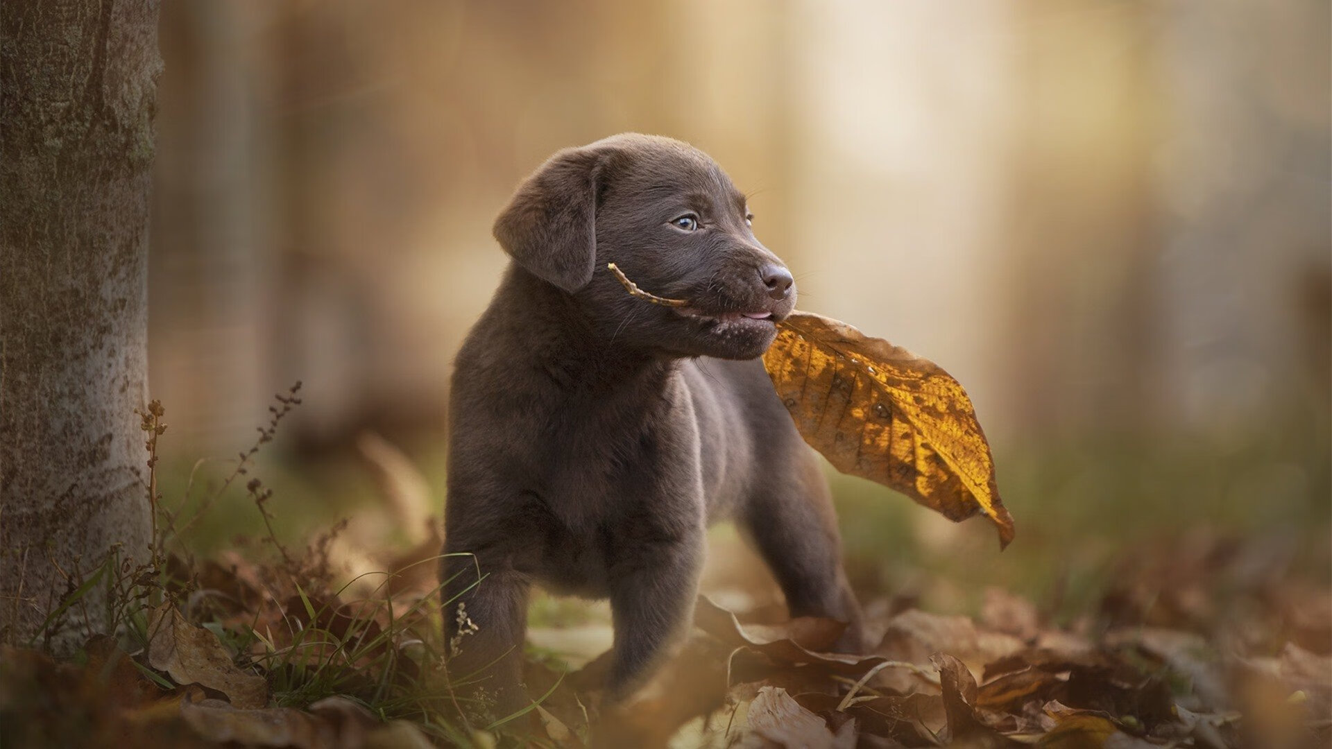 克莱尔表现亮眼 赢得观众热烈掌声，克莱尔登场作品