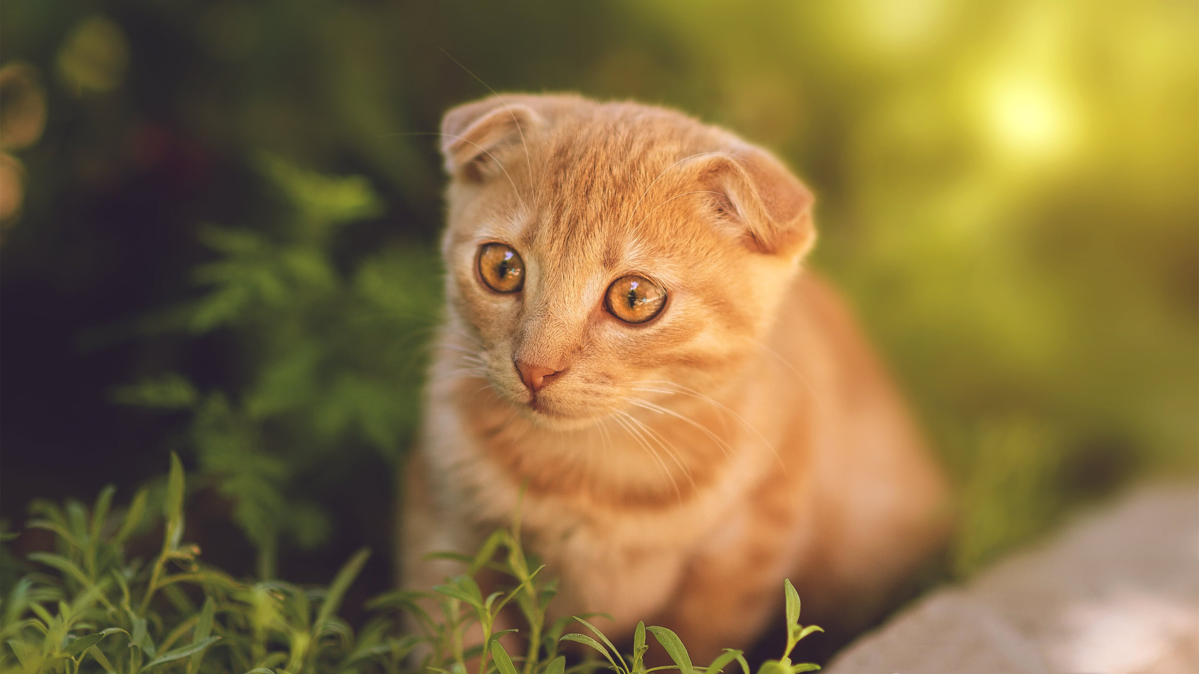 凯特·道格拉斯化解压力，实现逆转胜利，道格拉斯 凯瑟琳