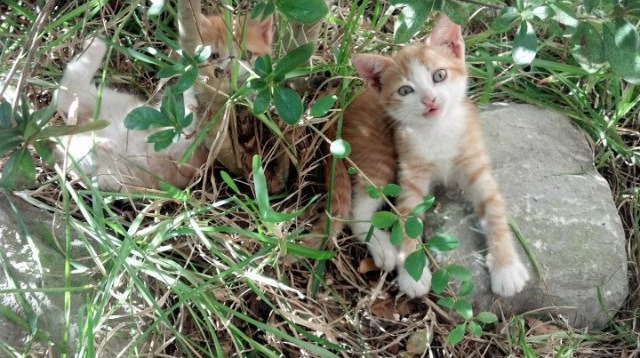 塞尔维亚男篮在欧洲锦标赛中表现强硬，夺得铜牌