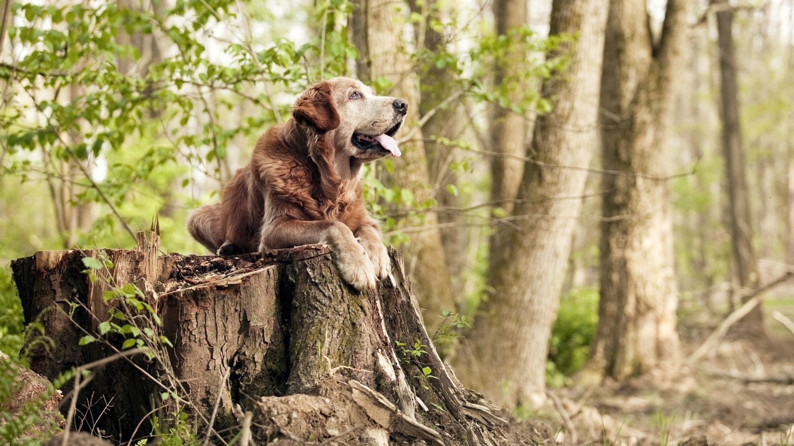 女子足球训练注重反击转化速度提升进攻效率，女子足球训练中的注意事项